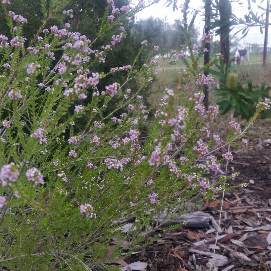 Rock Thryptomene