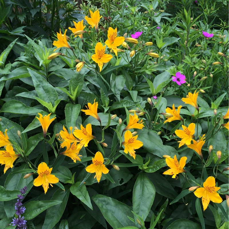 Plant image Alstroemeria aurea 'Orange King' syn. Alstroemeria aurantiaca 'Orange King'