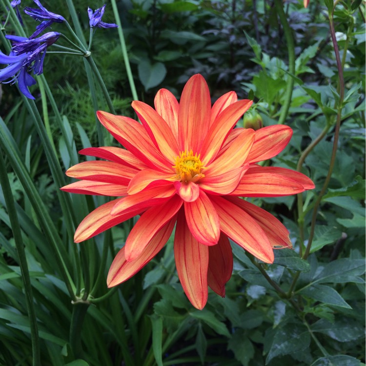 Plant image Dahlia 'Jescot Julie'