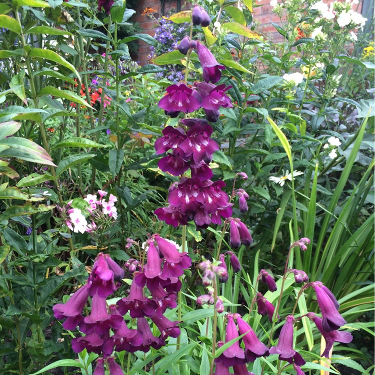 Plant image Penstemon 'Raven'