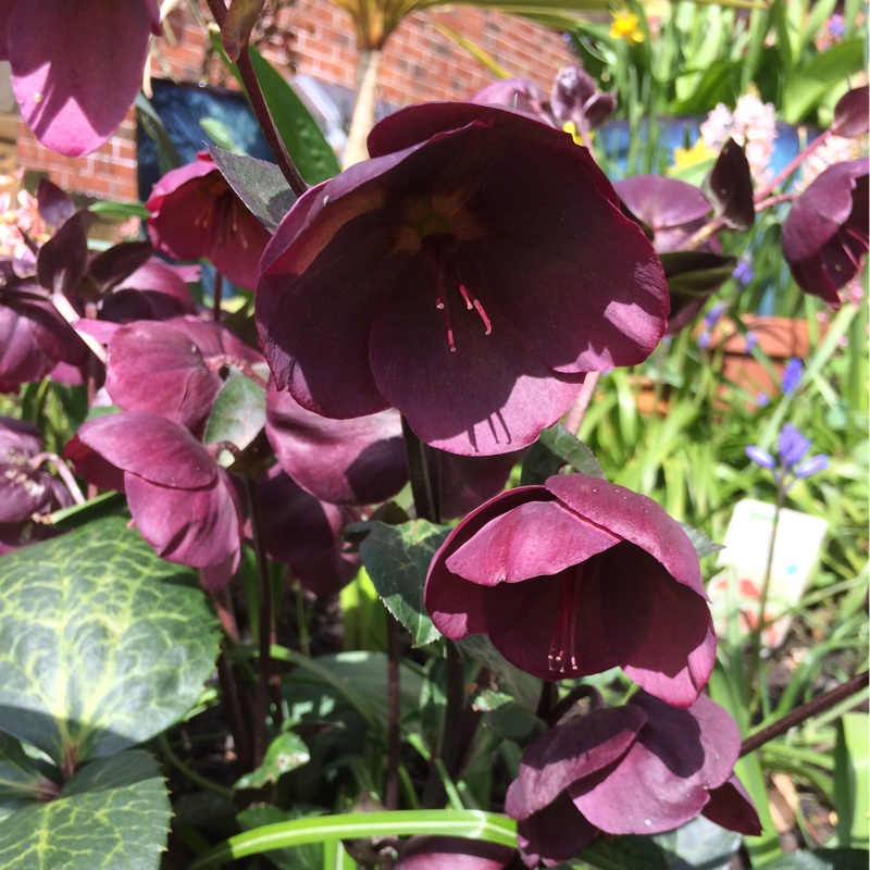 Plant image Helleborus x hybridus 'Queen Of The Night' (Queen Series)