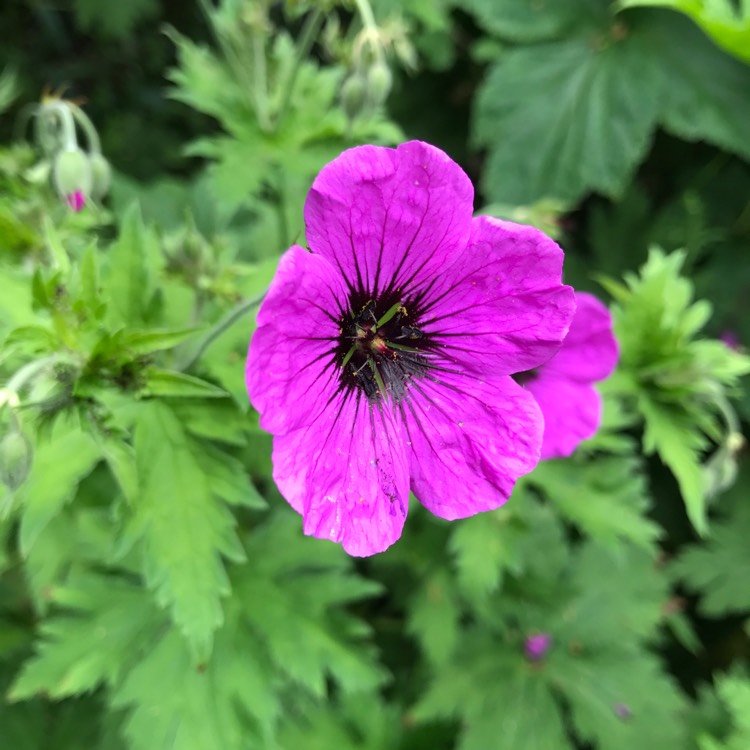 Plant image Geranium psilostemon