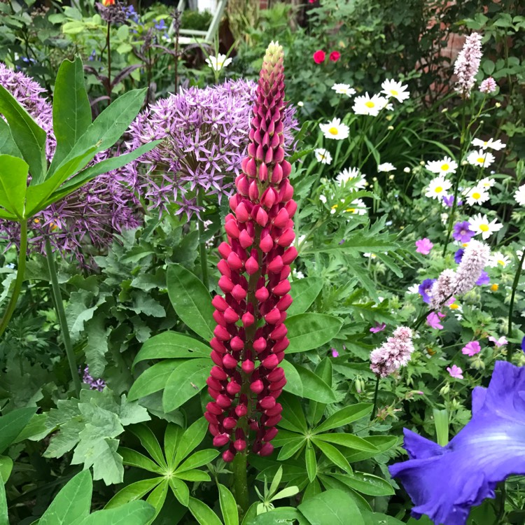 Plant image Lupinus 'Band of Nobles Mixed'