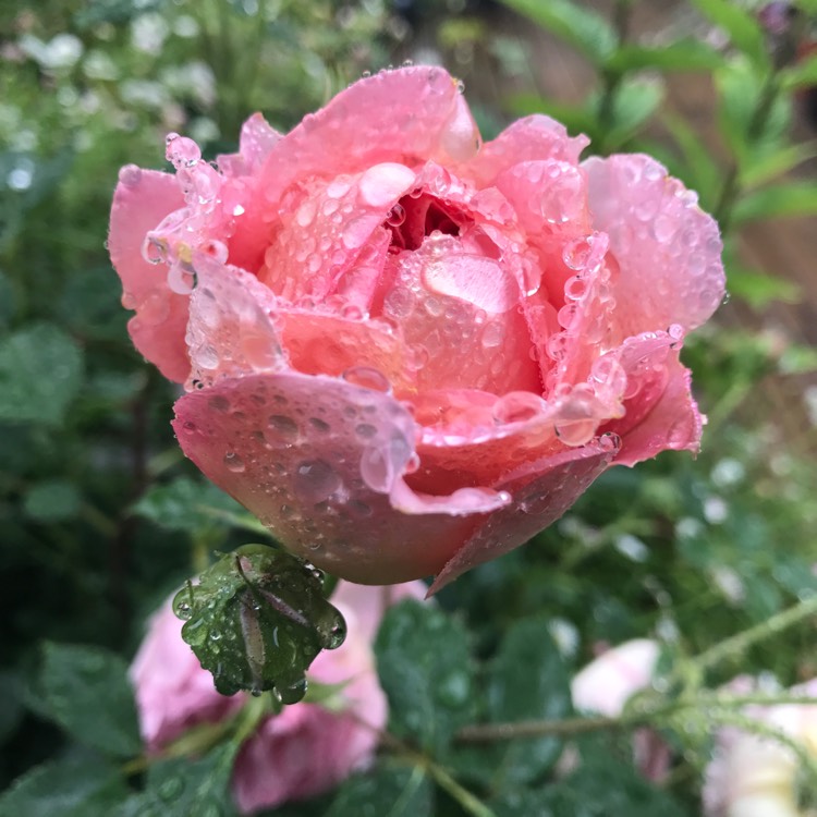 Plant image Rosa 'Boscobel'