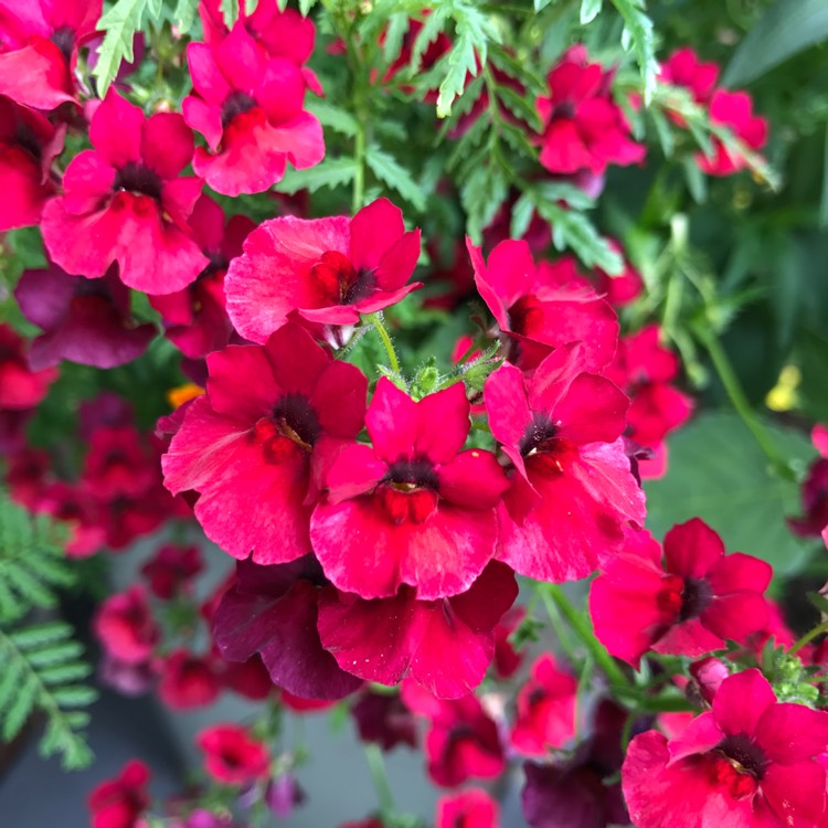 Plant image Nemesia 'Nesia Burgundy'