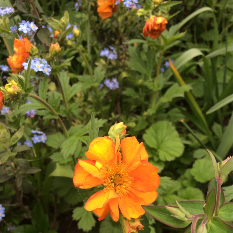 Plant image Geum 'Fireball'