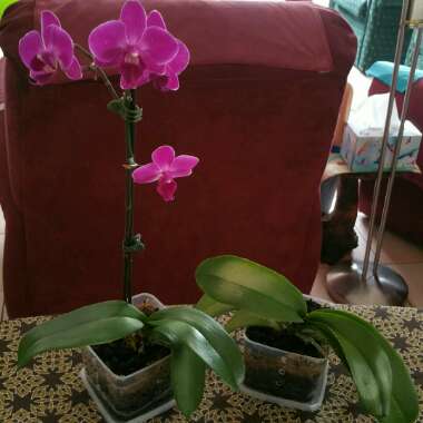 Phalaenopsis