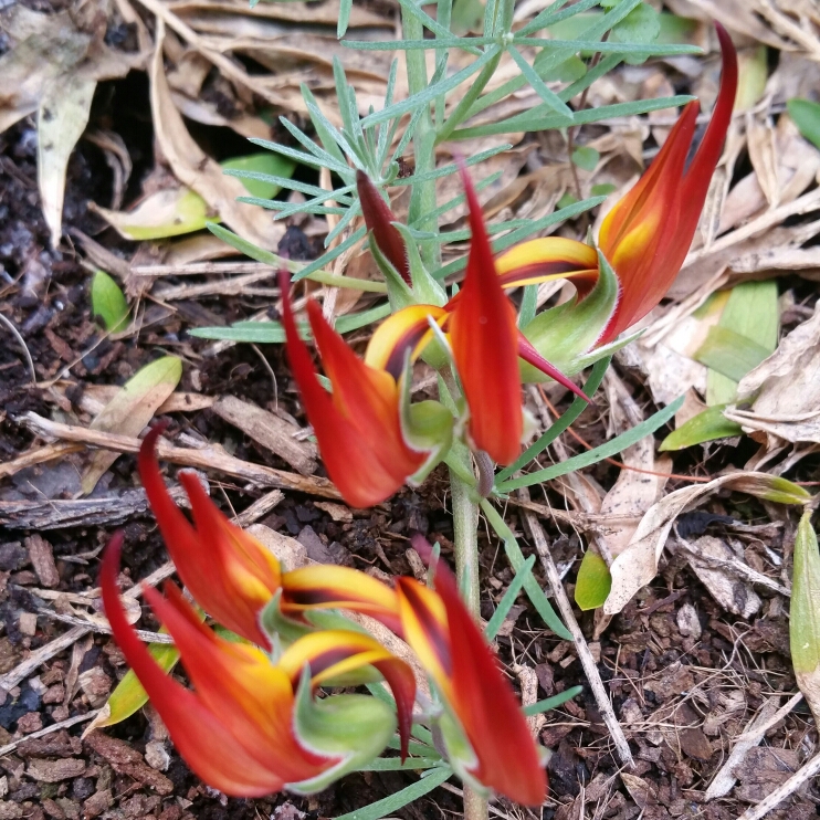 Plant image Lotus Bertholotii