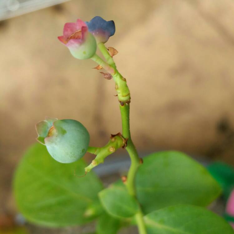 Plant image Vaccinium corymbosum 'Burst'