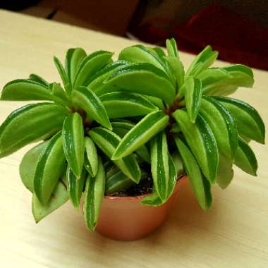 Peperomia dolabriformis