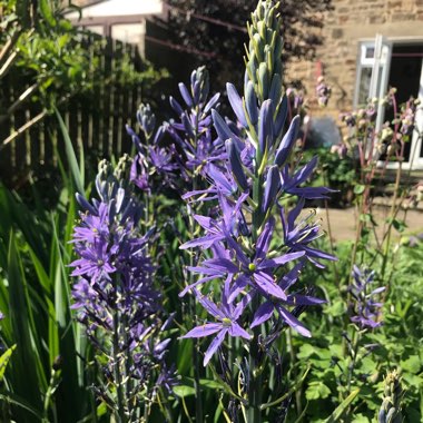 Camassia