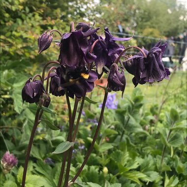 Columbine 'Purple Emperor'