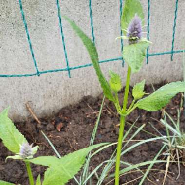 Agastache 'Blue Fortune'