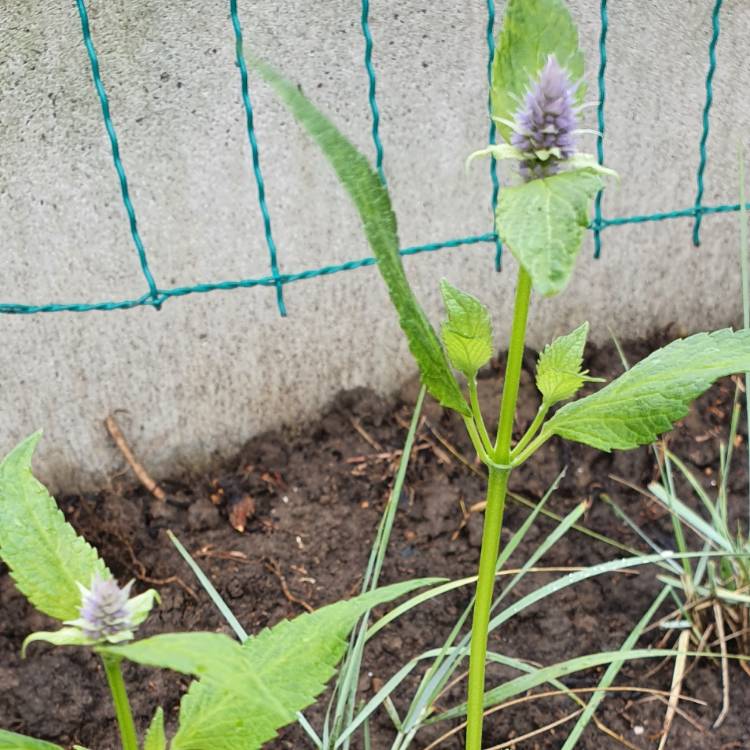 Plant image Agastache 'Blue Fortune'