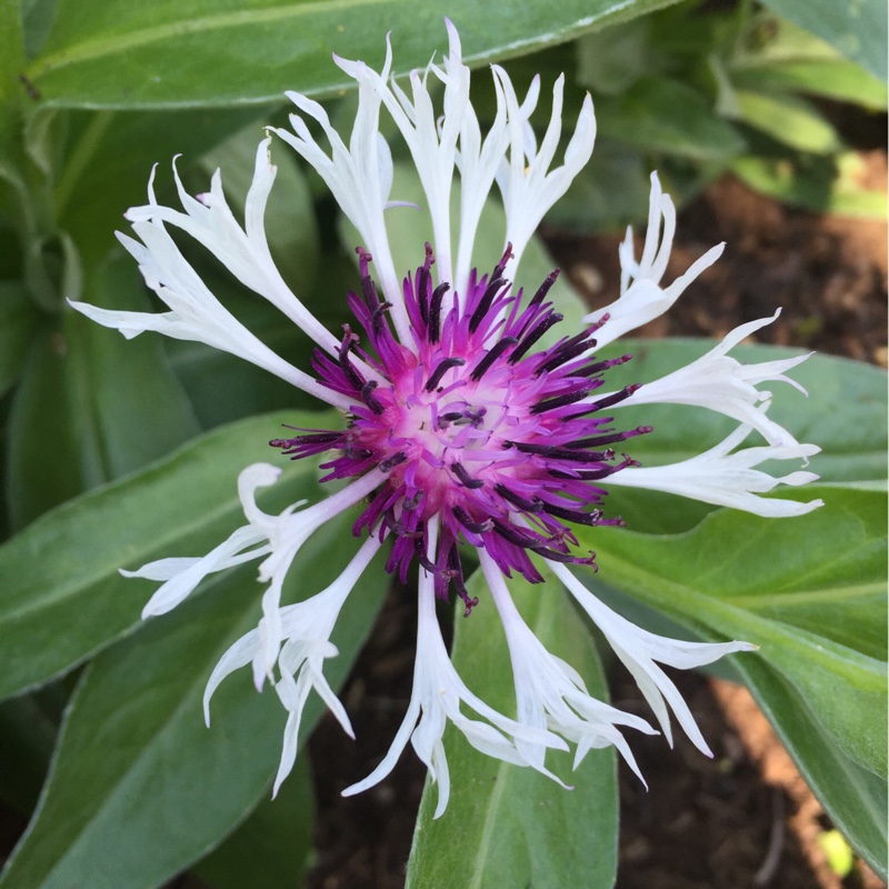 Plant image Centaurea montana 'Purple Heart'