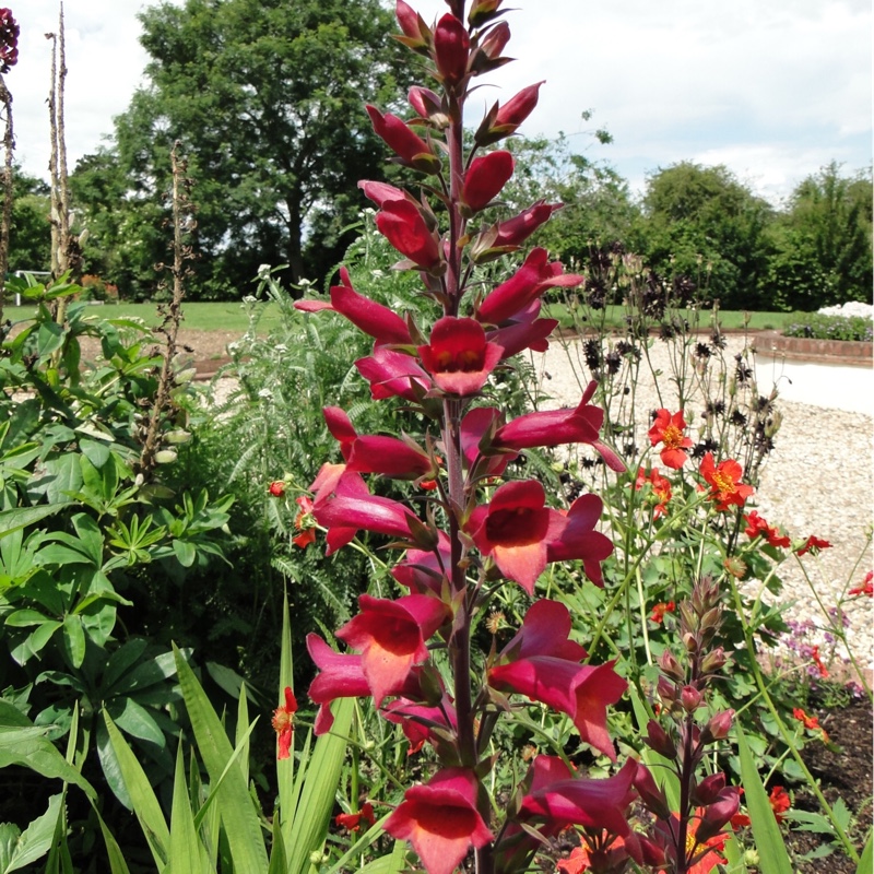 Plant image Digitalis Illumination Series