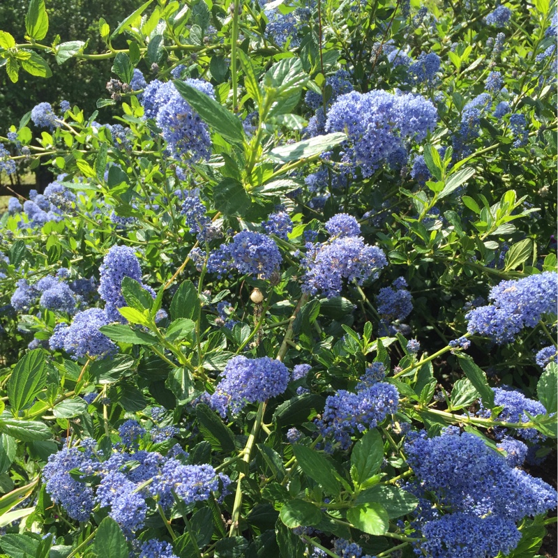 Plant image Ceanothus 'Dark Star'