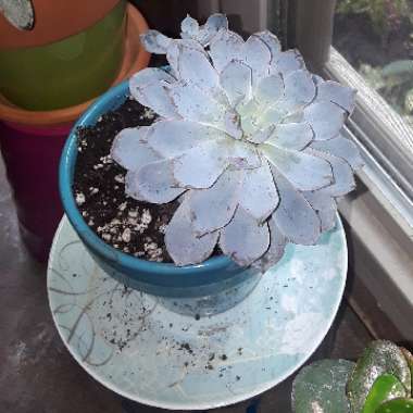 Echeveria Desmetiana v. Peacocki