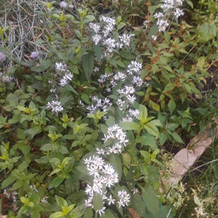 Plant image Aster alpinus 'Albus'