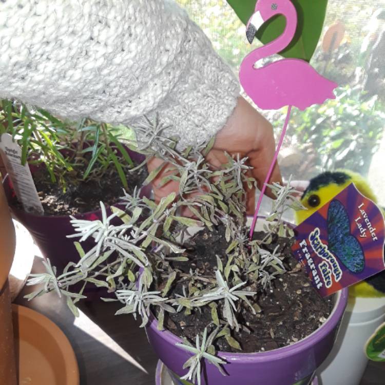 Plant image Lavandula angustifolia 'Lady'