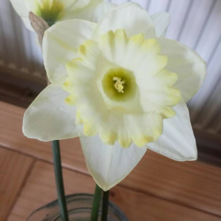 Plant image Narcissus 'Beersheba'