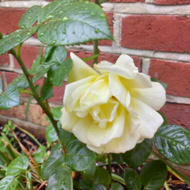 Rosa 'Arthur Bell'