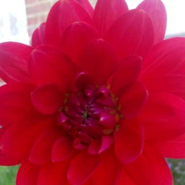 Dahlia 'Christopher Taylor'