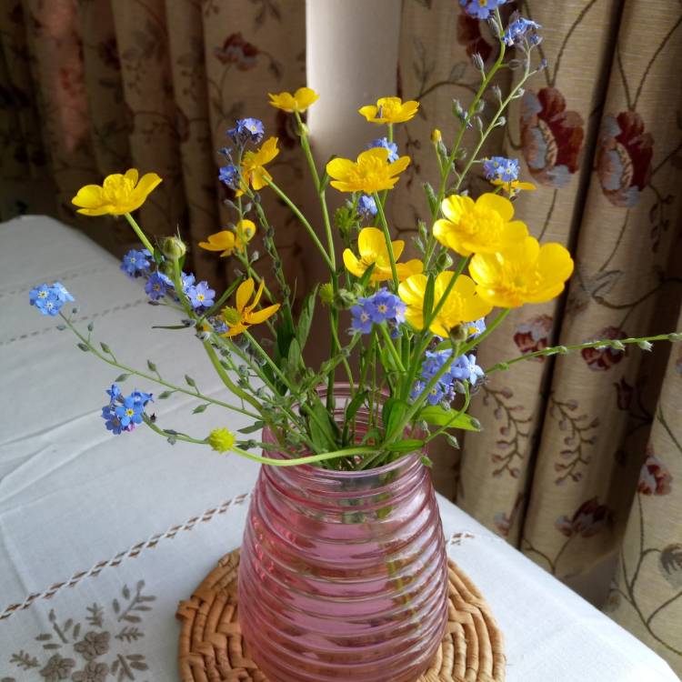 Plant image Ranunculus acris 'Farrers Yellow'