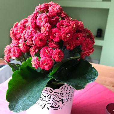 Kalanchoe