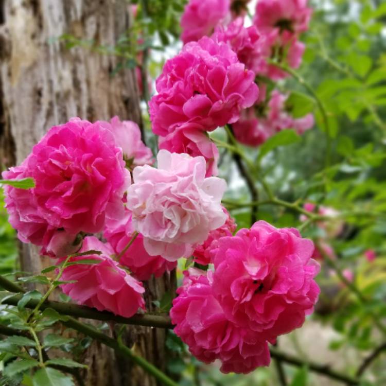 Plant image Rosa 'Aushouse' syn. Rosa 'Harlow Carr'