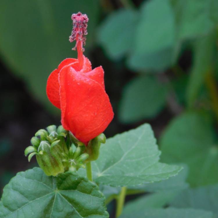 Plant image Malvaviscus arboreus var. Drummondii