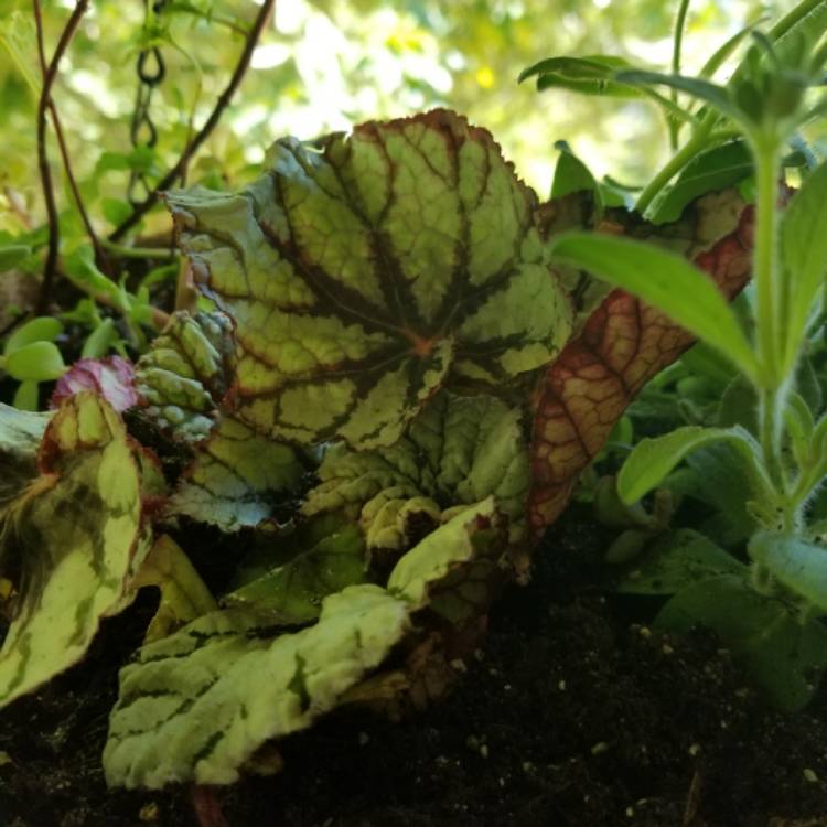 Plant image Begonia (Rex Cultorum Group) 'Chocolate Cream' syn. Begonia rex 'Chocolate Cream'