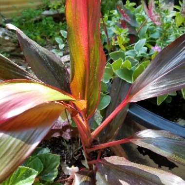 Cordyline fruticosa 'Chocolate Queen'