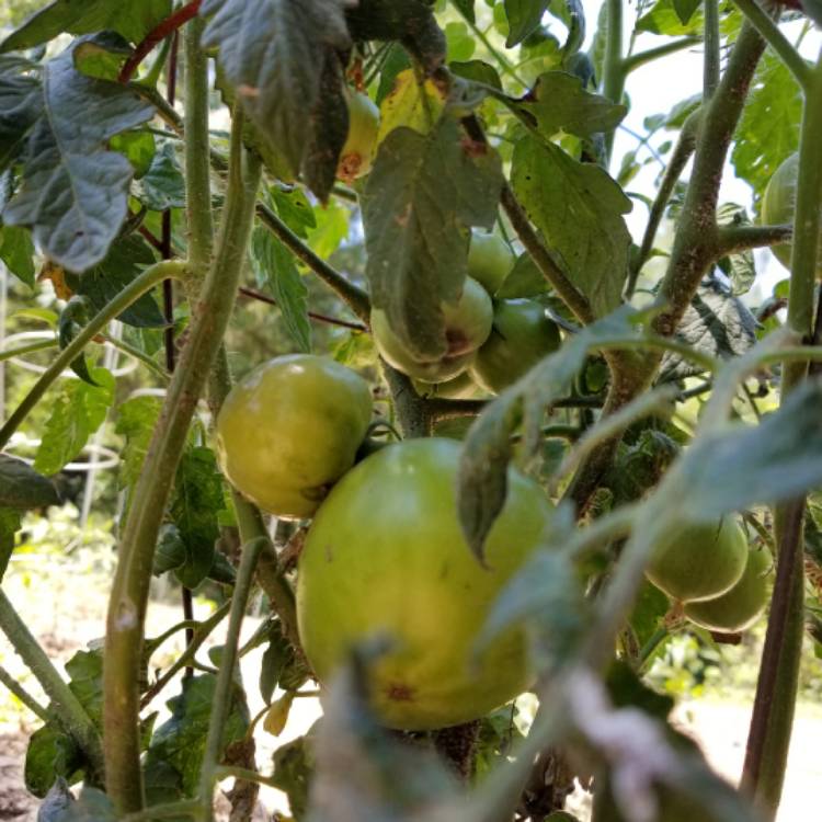 Plant image Solanum lycopersicum 'Better Boy'