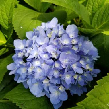 Hydrangea macrophylla 'Bailmer' (Endless Summer Series) syn. Hydrangea macrophylla 'Endless Summer', Hydrangea macrophylla 'The Original'