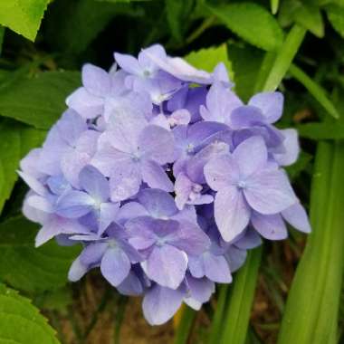 Hydrangea macrophylla 'Bailmer' (Endless Summer Series) syn. Hydrangea macrophylla 'Endless Summer', Hydrangea macrophylla 'The Original'