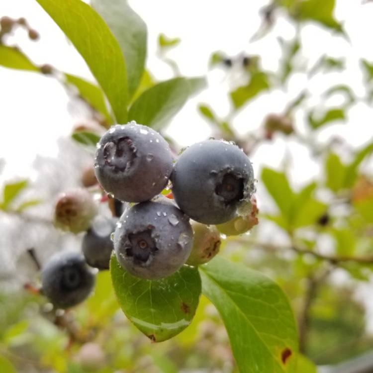 Plant image Vaccinium corymbosum 'Bountiful Blue'