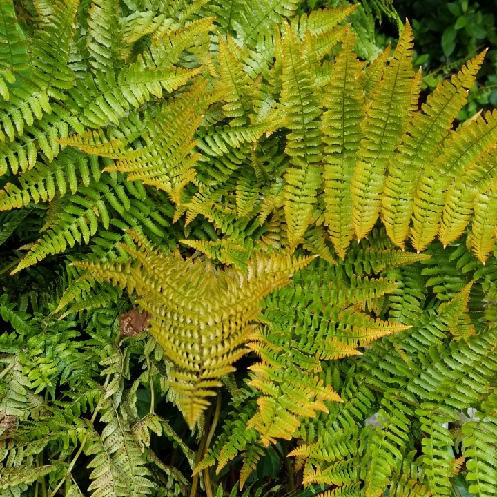 Dryopteris erythrosora 'Brilliance', Brilliance Autumn Fern - uploaded ...