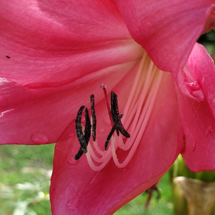 Plant image Hippeastrum 'Red Dragon'