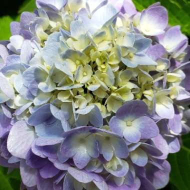 Hydrangea macrophylla 'Bailmer' (Endless Summer Series) syn. Hydrangea macrophylla 'Endless Summer', Hydrangea macrophylla 'The Original'