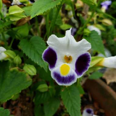 Torenia fournieri