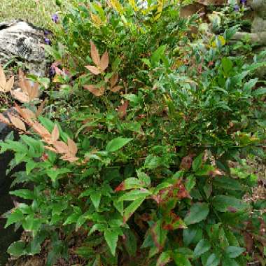 Nandina Domestica 'Woods Dwarf'