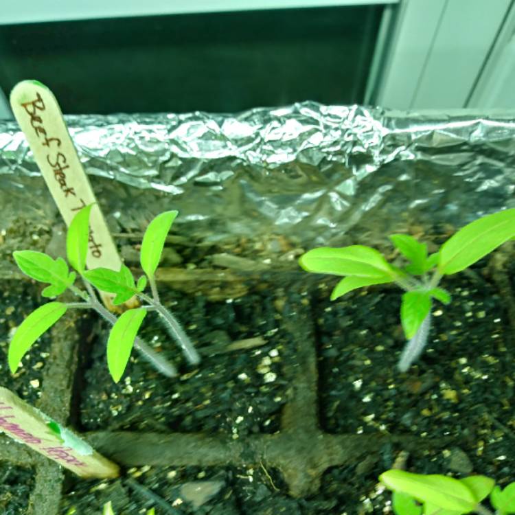 Plant image Solanum lycopersicum 'Red Beefsteak'