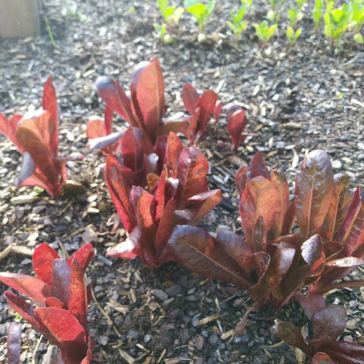 Plant image Lactuca Sativa var Longifolia 'Ovired'