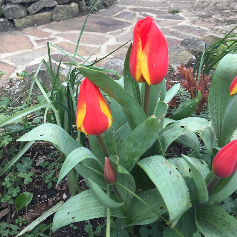 Tulip 'Monte Orange' (Double Early)