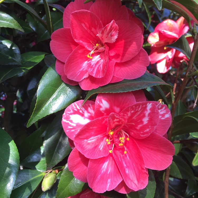 Plant image Camellia japonica 'Nagasaki'