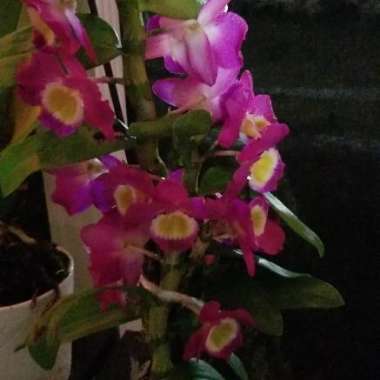 Dendrobium