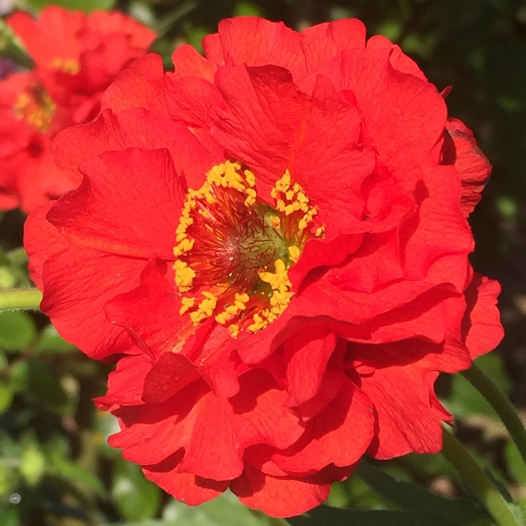 Plant image Geum 'Flames Of Passion'