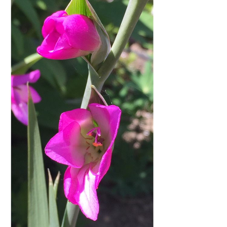 Plant image Gladiolus italicus