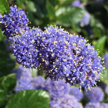 Ceanothus